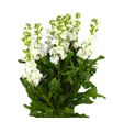 Matthiola iron white 70 - MATIROWHI