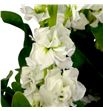 Matthiola iron white 70 - MATIROWHI1