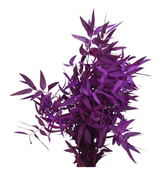 Eucaliptus espada fucsia nacional - EUCESPFUCNAC