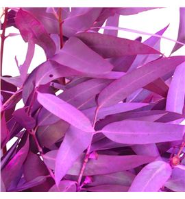 Eucaliptus espada fucsia nacional - EUCESPFUCNAC