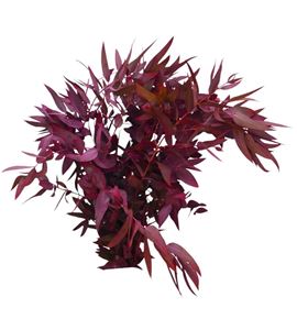 Eucaliptus espada rojo nacional - EUCESPROJNAC