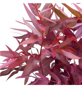 Eucaliptus espada rojo nacional - EUCESPROJNAC