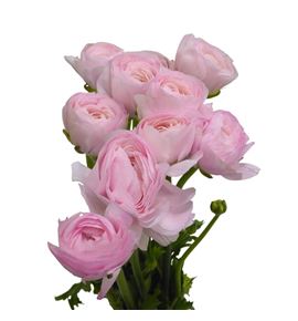 Ranunculo success hanoi 45 - RANSUCHAN