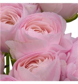 Ranunculo success hanoi 45 - RANSUCHAN