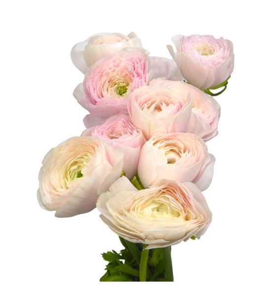 Ranunculo success rosado 40 - RANSUCROS