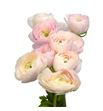 Ranunculo success rosado 40 - RANSUCROS