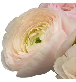 Ranunculo success rosado 40 - RANSUCROS