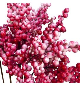 Stick berry blanco rojo x10 - STIBERBLAROJ