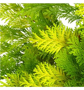 Conif.geel 60 - CONGEE