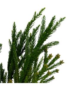 Cryptomeria cristata 70 - CRYCRI