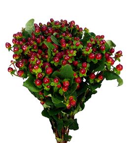 Hypericum magical sensation 50 - HYPMAGSEA