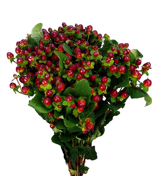 Hypericum magical sensation 50 - HYPMAGSEA