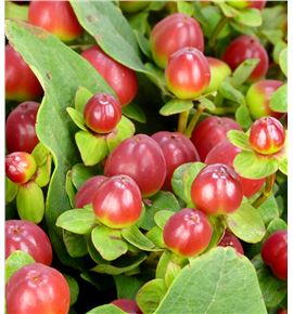 Hypericum magical sensation 50 - HYPMAGSEA