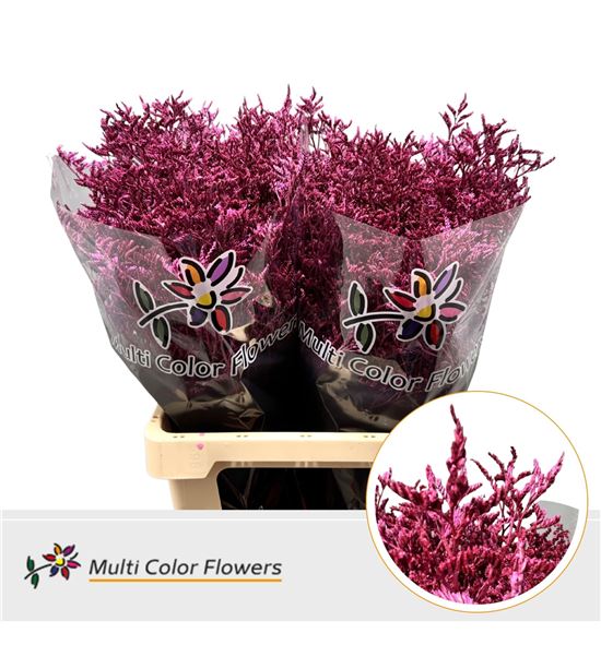 Limonium teñido metalic erica 70 - LIMTENMETERI