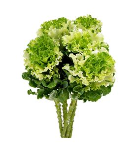 Brassica crane ruffle white 60 x5 - BRACRARUFWHI