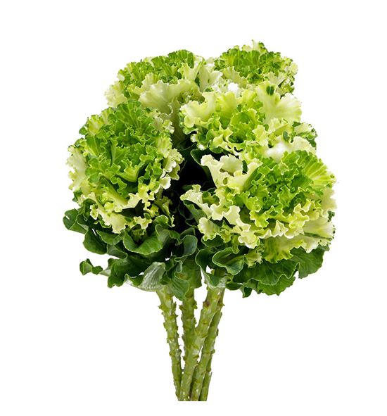 Brassica crane ruffle white 60 x5 - BRACRARUFWHI