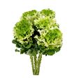 Brassica crane ruffle white 60 x5 - BRACRARUFWHI