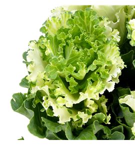 Brassica crane ruffle white 60 x5 - BRACRARUFWHI