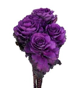 Brassica elegance 70 x5 - BRAELE