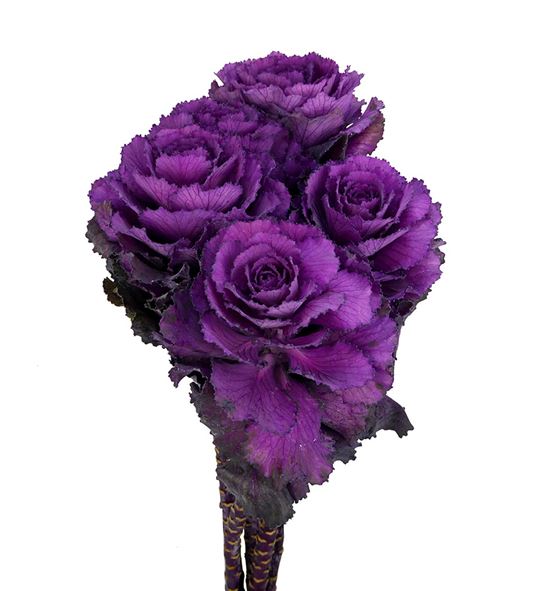 Brassica elegance 70 x5 - BRAELE