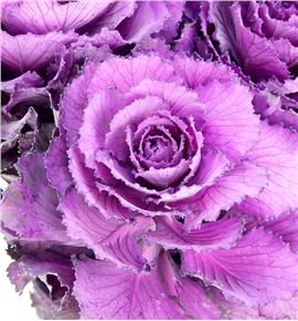 Brassica elegance 70 x5 - BRAELE