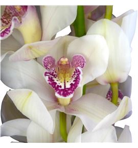 Cymb belle snow x6 - CYMBBELSNO