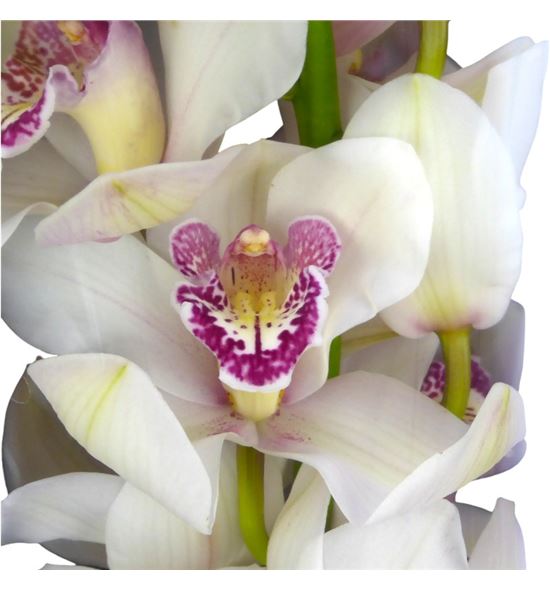 Cymb belle snow x6 - CYMBBELSNO