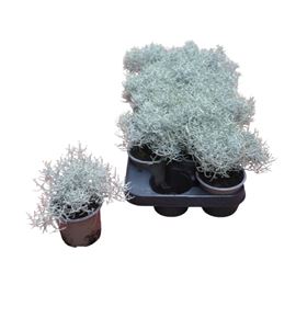 Pl. calocephalus brownii 20cm x12 - CALBROBRO1210520