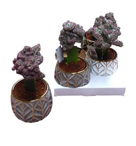 Pl. euphorbia diverso cristata 25cm x4 - EUPDIVCRI41225