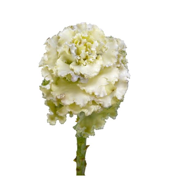 Brassica de cera blanco x1 60cm - BRACERBLA60