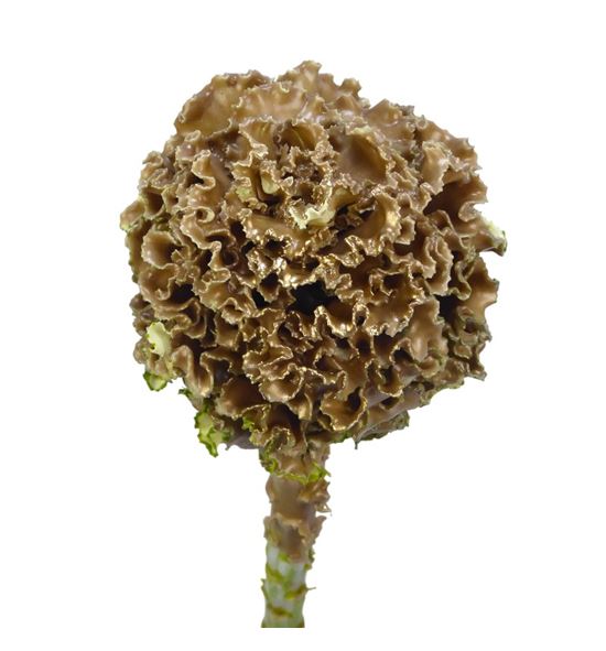 Brassica de cera caramel x1 60cm - BRACERCAR60