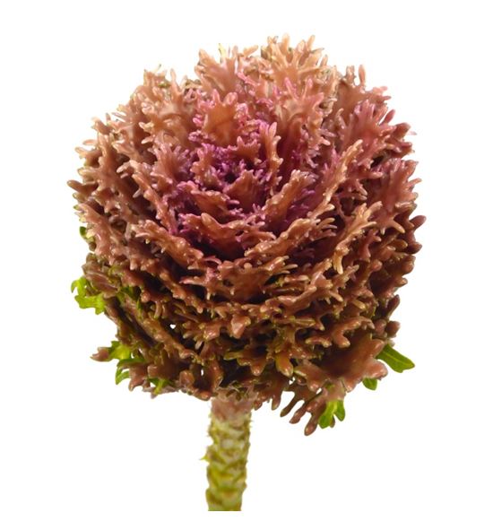 Brassica de cera classic pink x1 62cm - BRACERCLAPIN62