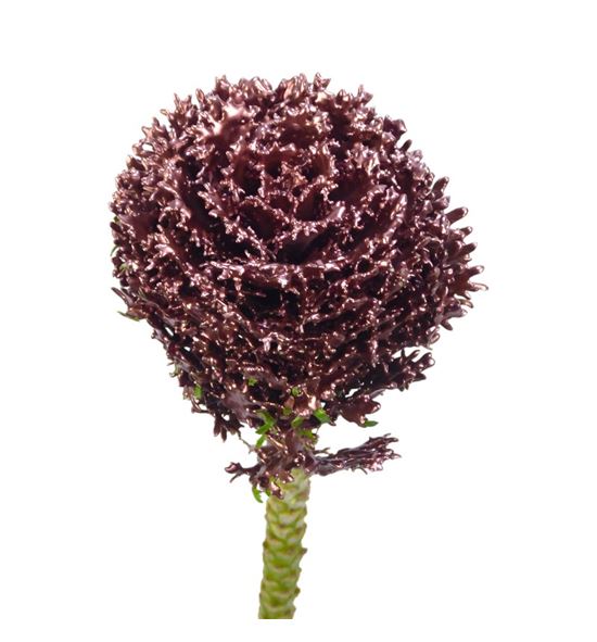 Brassica de cera cobre x1 62cm - BRACERCOB62