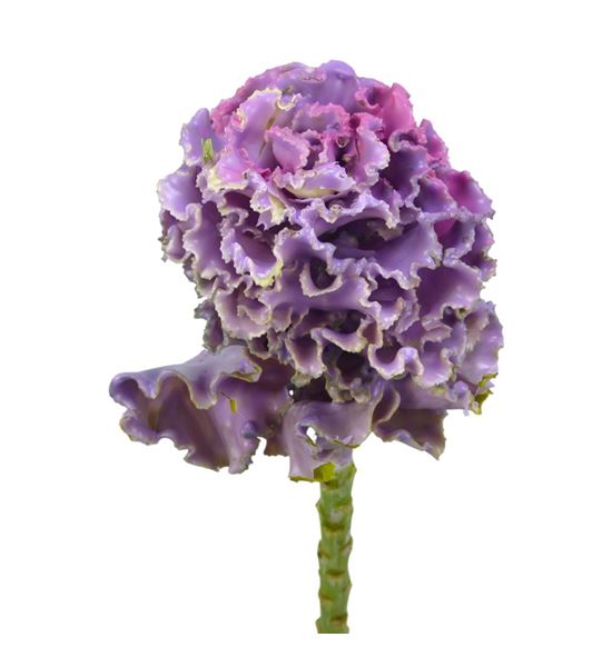 Brassica de cera milka x1 58cm - BRACERMIL60