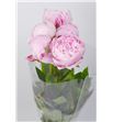 Paeonia sarah bernhard x5 45 - PAESARBER