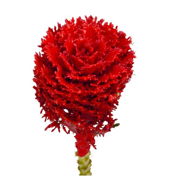 Brassica de cera rojo x1 62cm - BRACERROJ62