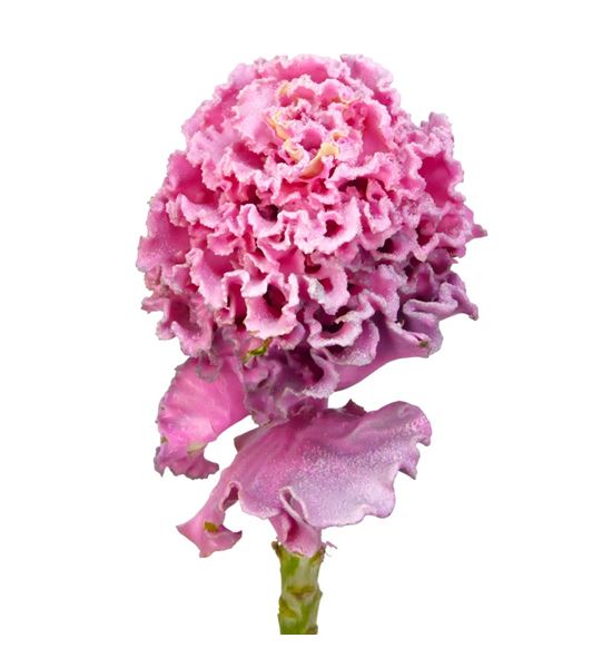 Brassica de cera rosa x1 60cm - BRACERROS60