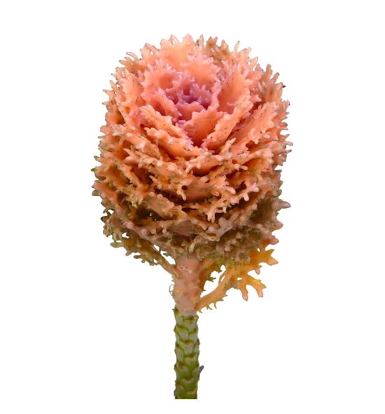 Brassica de cera versilia x1 58cm - BRACERVER58