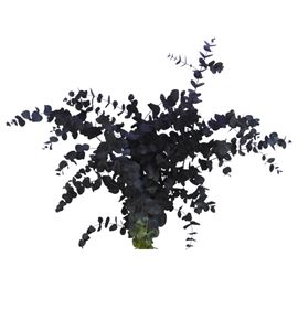 Eucaliptus cinerea negro nacional - EUCCINNEGNAC