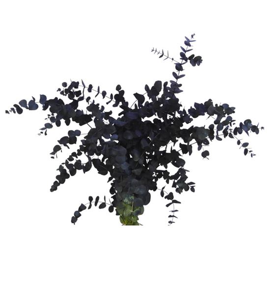 Eucaliptus cinerea negro nacional - EUCCINNEGNAC
