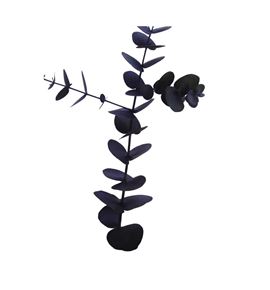 Eucaliptus cinerea negro nacional - EUCCINNEGNAC