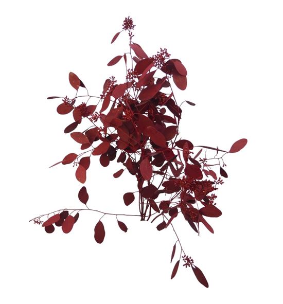 Eucaliptus populus granate 200gr - EUCPOPGRA