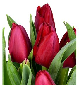 Tulipan ile france 37 - TULILEFRA