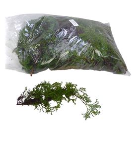 Conif. squarrosa bolsa - CONSQUBOL