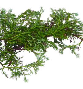 Conif. squarrosa bolsa - CONSQUBOL