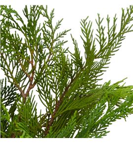 Conif.verde 45cm - CONVER45