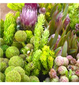 Bqt cape mix 40 - BQTCAPMIX