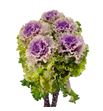 Brassica crane rufle rose 70 x5 - BRACRARUFROS