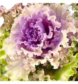 Brassica crane rufle rose 70 x5 - BRACRARUFROS