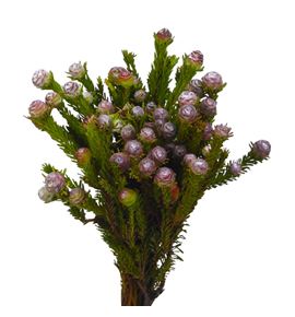 Kaaps kapokbos 40 - KAAKAP